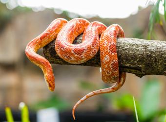 Corn snake wrapped around branch