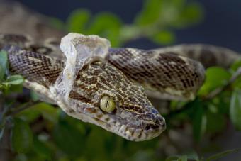 Amazon tree boa shedding skin