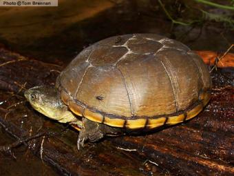 eastern mud turtle baby