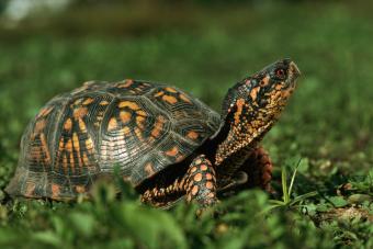 Eastern box turtle