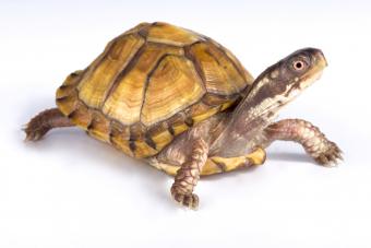 reptiles4all/iStock/Getty Images Plus/Getty Images