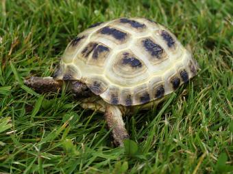 Russian tortoise