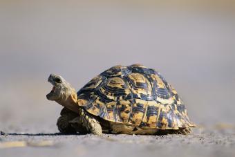 Leopard Tortoise