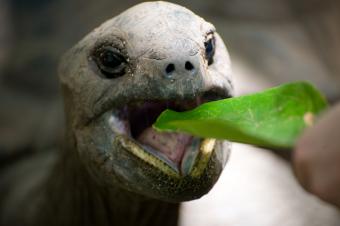 Turtle feeding on leaf