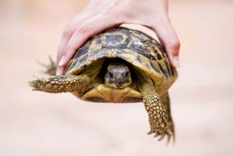 Turtle being held 