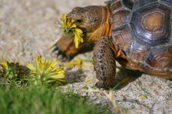 Baby tortoise dines on fresh dandelions