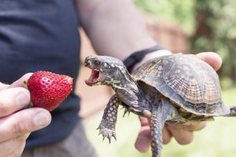 Turtle eating strawberry