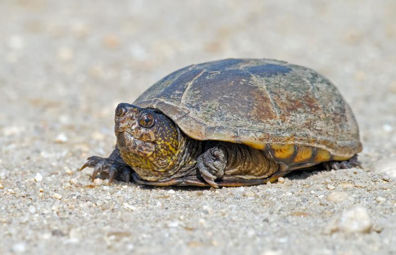 Mud Turtle Types and Care (Plus Facts) LoveToKnow Pets