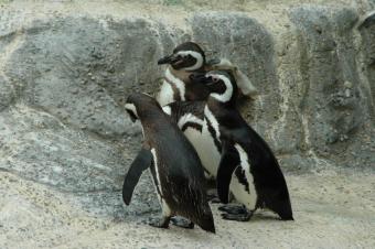 https://cf.ltkcdn.net/sanfrancisco/images/slide/10203-849x565r1-3penguins.jpg