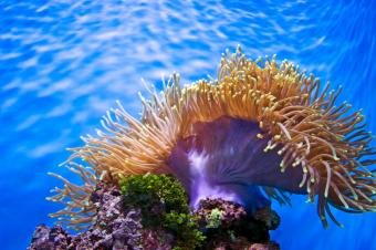https://cf.ltkcdn.net/sanfrancisco/images/slide/10205-849x565r1-6aquarium.jpg