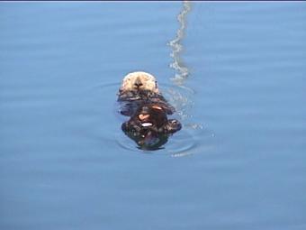 https://cf.ltkcdn.net/sanfrancisco/images/slide/10214-500x375-otter.jpg