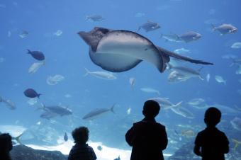 https://cf.ltkcdn.net/sanfrancisco/images/slide/10217-849x565-1manta-ray.jpg