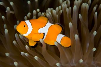 https://cf.ltkcdn.net/sanfrancisco/images/slide/10219-849x565-3clown-fish.jpg