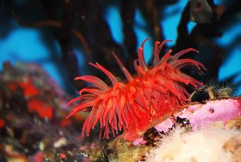 https://cf.ltkcdn.net/sanfrancisco/images/slide/10220-847x567-4sea-anenome.jpg