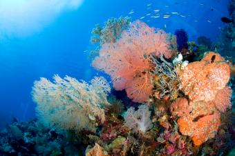 https://cf.ltkcdn.net/sanfrancisco/images/slide/10221-849x565-5corral-reef.jpg
