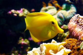 https://cf.ltkcdn.net/sanfrancisco/images/slide/10223-847x567-7yellow-tang.jpg