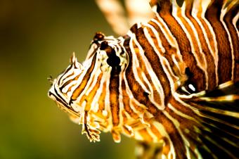 https://cf.ltkcdn.net/sanfrancisco/images/slide/10224-850x565-8lion-fish.jpg