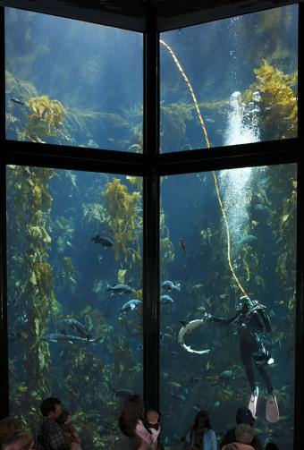 https://cf.ltkcdn.net/sanfrancisco/images/slide/11386-574x850r1-kelp.jpg