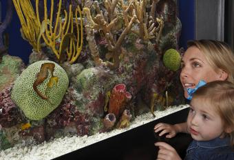 https://cf.ltkcdn.net/sanfrancisco/images/slide/11388-720x492r1-seahorses.jpg