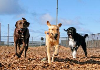 Dogs at Half Moon Bay Dog Park