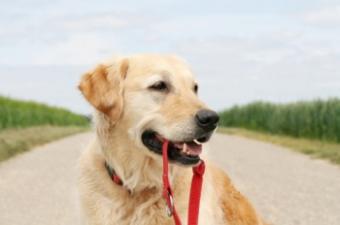 Dog_with_leash.jpg