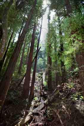Trees in Muir Woods