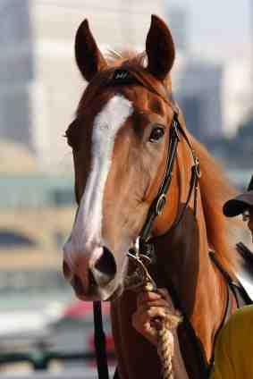Race Horse