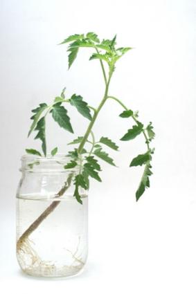 plant in jelly jar