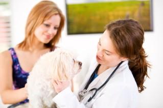 Save money by properly caring for your pet.