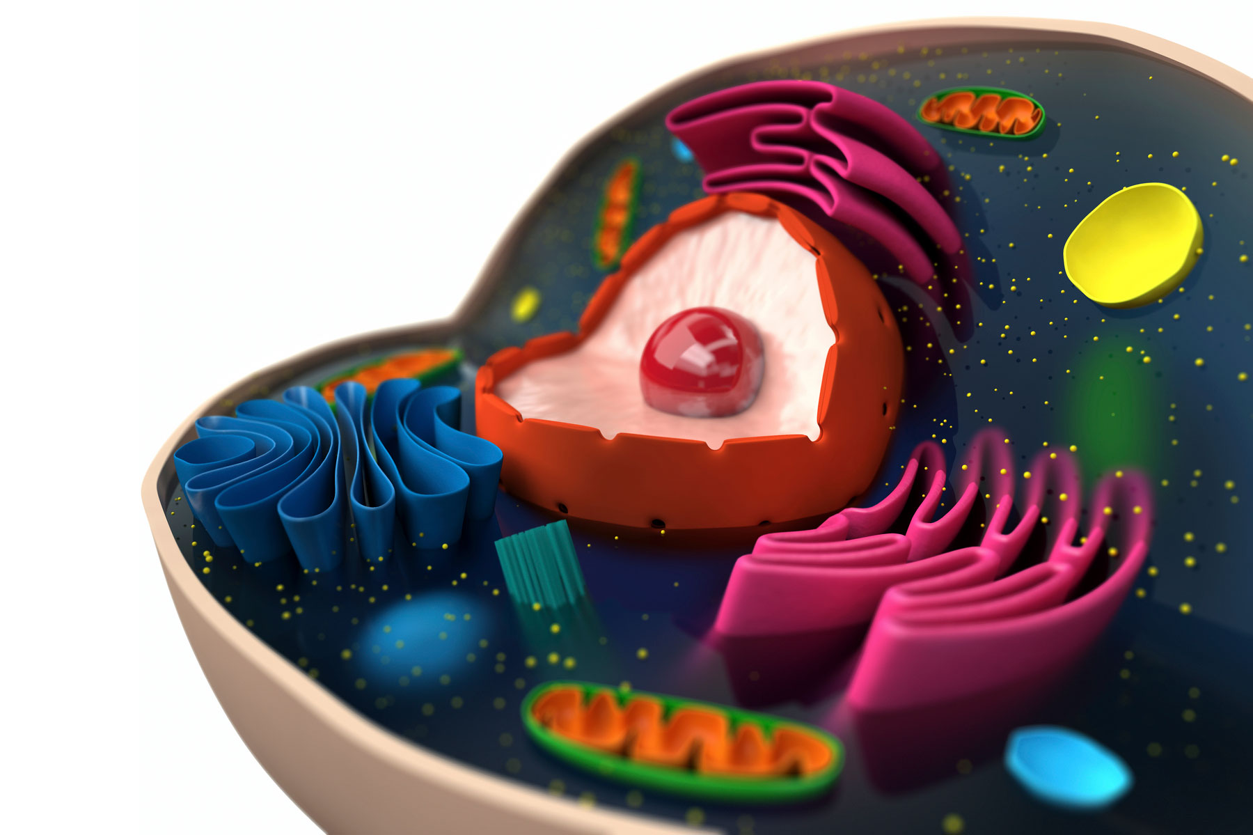 Basics Of Animal Cell Biology Lovetoknow