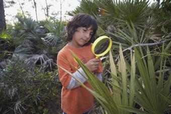 Looking through magnifying glass at plant