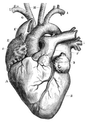 HeartDiagram.jpg