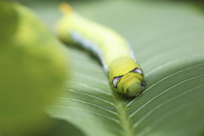 Green worm