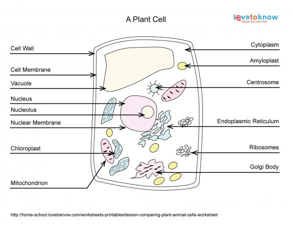 Plant Cell Diagram Blank