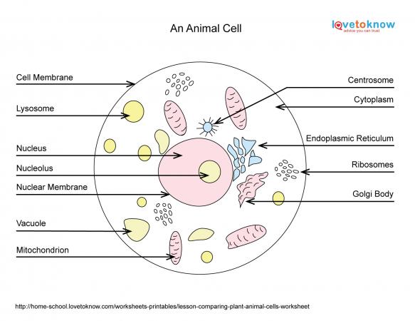 basics-of-animal-cell-biology-lovetoknow