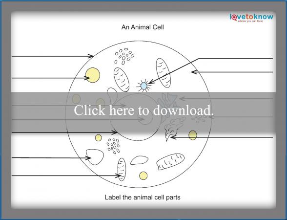 Basics of Animal Cell Biology | LoveToKnow