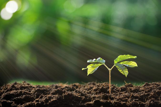 Young plant