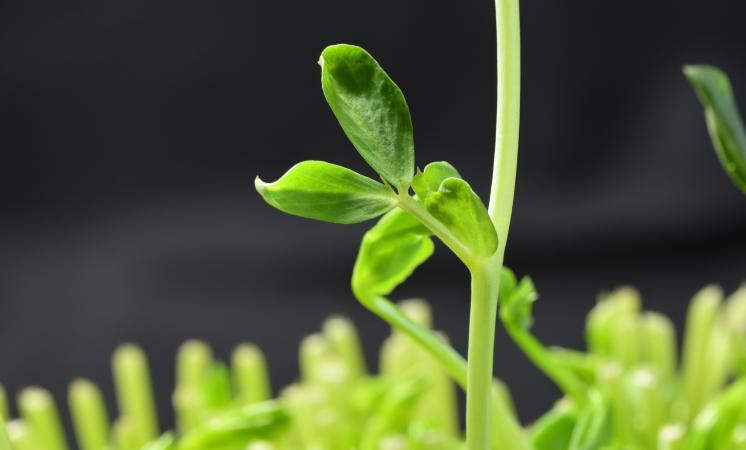 pea shoot