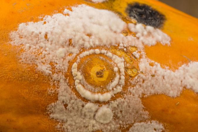 Mold growing on food