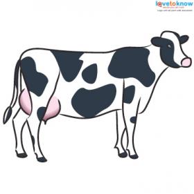 Farm Animal cow