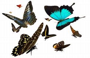 Butterflies_abound.jpg