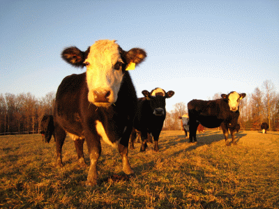 Cows on the farm.