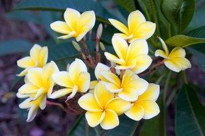 Plumeria.jpg