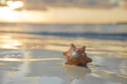 shell on the beach