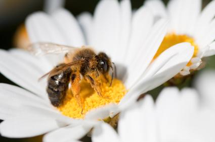 Bee on flower