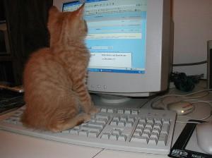 Cat on a keyboard watching a computer monitor