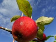 Apples for vinegar