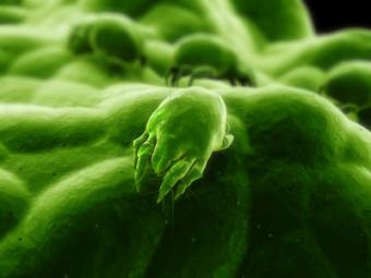 scabies mite