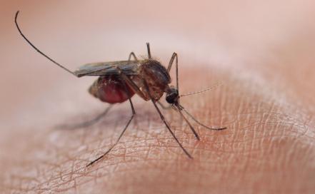 Mosquito sucking blood