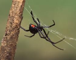 black widow